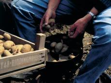 Este sistema es adecuado tanto para la propagación de patatas de siembra como para el cultivo de patatas de consumo.