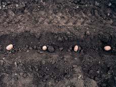 siembra y de los controles que es necesario realizar. LECHO DE SIEMBRA El período comprendido entre la siembra y la emergencia es la fase más delicada del cultivo de patatas.