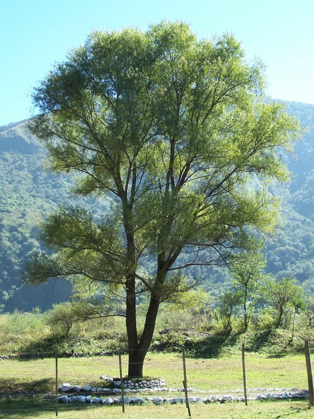 6 Flora del valle de Lerma Foto 1. Salix humboldtiana. Foto de L. J. Novara. Usos: Madera blanda, liviana, blanco-rosada.