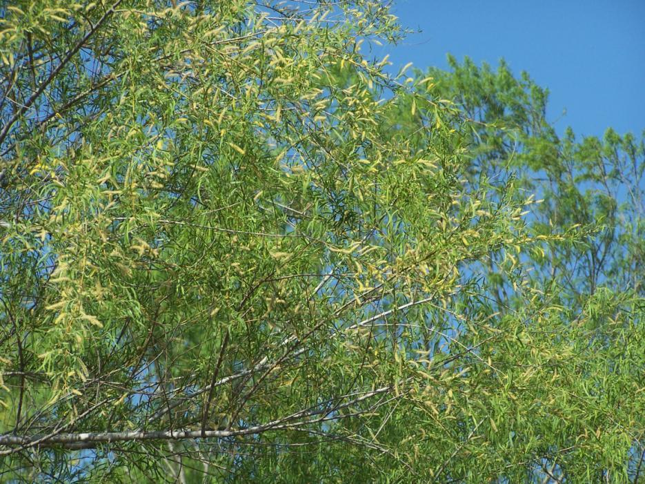 L. J. Novara - Salicaceae 7 Foto 2. Salix humboldtiana. (Foto de L. J. Novara) de las variedades y clones de sauces híbridos seleccionados por mejoramiento genético con los que se implantan bosques artificiales fuera de Salta, principalmente en el Delta del Paraná.