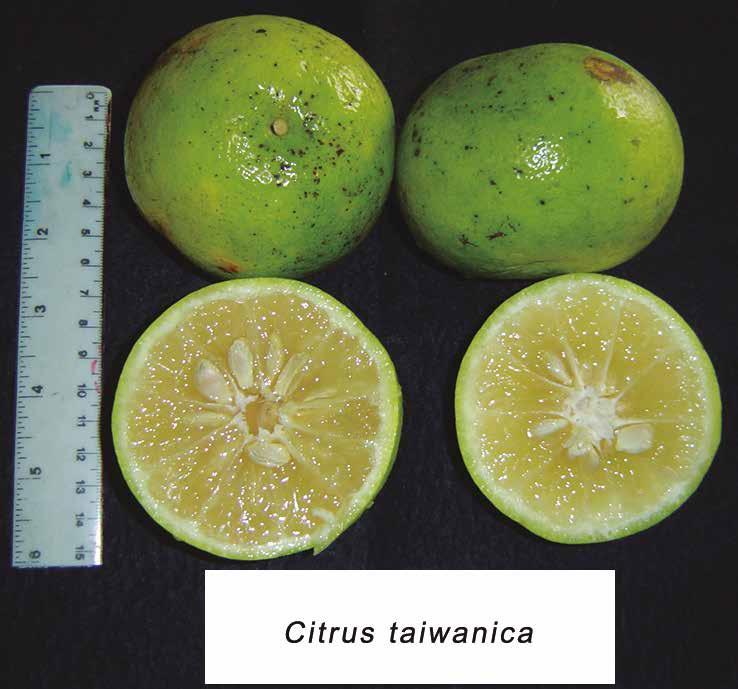11 Evaluación de portainjertos para cítricos en Venezuela Naranjo Taiwanica El Nansho Daidai o Citrus taiwanica es probablemente un híbrido del Citrus aurantium o naranjo Agrio que se encuentra de