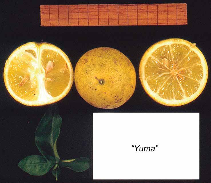 23 Evaluación de portainjertos para cítricos en Venezuela Yuma Es un fruto de cáscara gruesa, con un peso promedio de 108 g/ fruto, DP y DE de 62,00 y 62,89 mm, una relación DP/DE de 0,99, por lo que