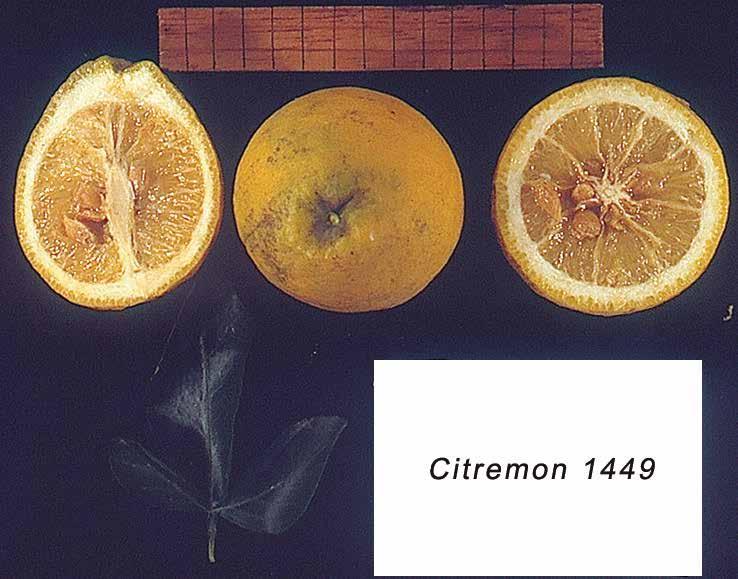 Evaluación de portainjertos para cítricos en Venezuela 28 Citremon 1449 Este portainjerto es un cruce de Poncirus trifoliata Raf. x limón Citrus limon, L.