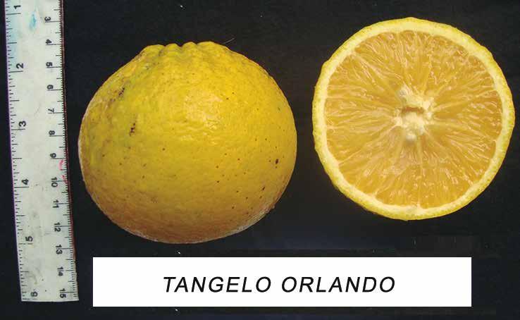 29 Evaluación de portainjertos para cítricos en Venezuela Orlando Este tangelo es un cítrico tipo mandarina para el consumo fresco muy popular en el estado de Florida, EEUU, producto del cruce del