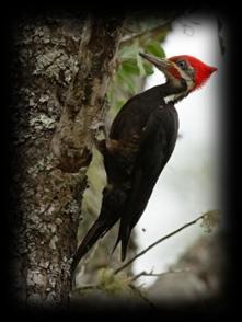 Loros barranqueros (Cyanoliseus patagonus), Halconcitos colorados (Falco sparverius), entre otros. Visita al Bosque chaqueño serrano.