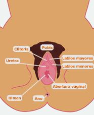 Órgano genitales externos Labios mayores Labios menores Clítoris Himen Pliegues de piel cubiertos de vello.