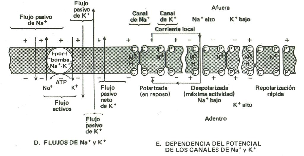 La membrana celular Figura: