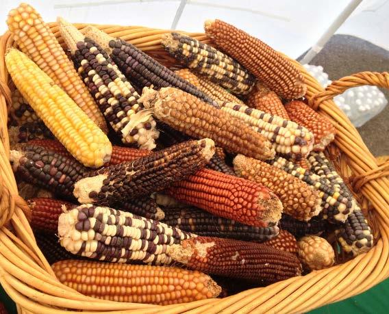 Cambio de prácticas sustentables Los productores de maíz