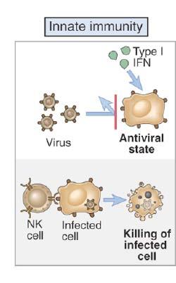 Respuesta innata antiviral Inmunidad Innata IFN I/III Protección contra la infección Producción de Interferones