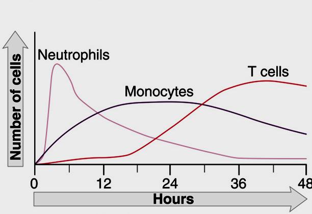 Monocitos Linfocitos Horas