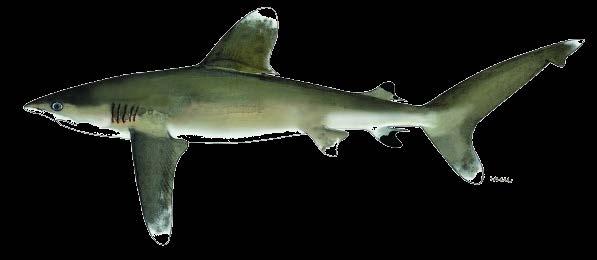 Muchas de las medidas de manejo recientemente adoptadas a nivel internacional para tiburones fueron adoptadas