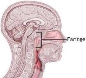 Como puedes ver, la faringe es sólo un lugar de paso, y tiene una estructura acorde a su función, ya que está revestida por una capa mucosa que
