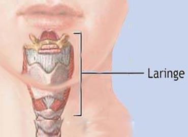 La laringe Su pared está formada por una serie de cartílagos, que se articulan entre sí y poseen