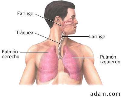 La tráquea Es un tubo cartilaginoso y membranoso, que lleva el aire desde la laringe hasta los
