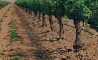 CULTIVO TRADICIONAL DEL VIÑEDO El cultivo tradicional del viñedo en