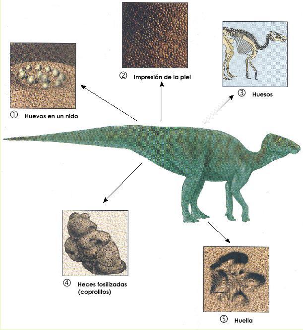 Evidencias Evolutivas Registro Fósil Fósil: Del latín fosilio que significa algo enterrado, se refiere a restos, vestigios o impresiones (partes del