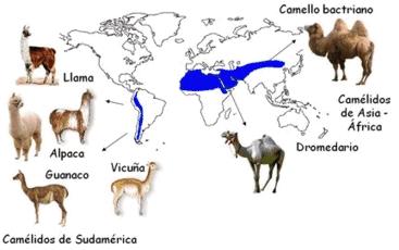 Biogeografía Evidencias Evolutivas La biogeografía muestra que la distribución de las distintas especies de seres vivos en el planeta no es uniforme, muchos animales y vegetales se