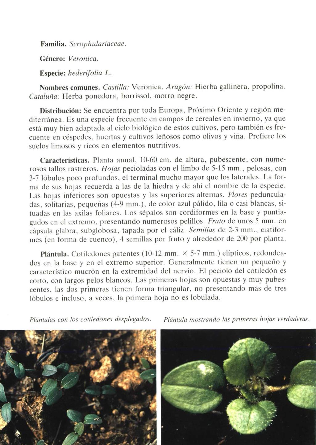 Familia. Scrophulariaceae. Género: Veronica. Especie: hederifolia L. Nombres comunes. Castilla: Veronica. Aragón: Hierba gallinera, propolina. Cataluña: Herba ponedora, borrissol, morro negre.