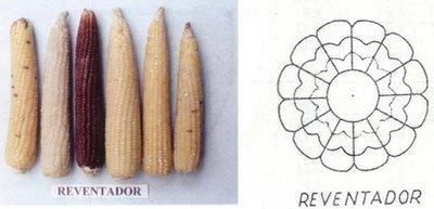 Distribución: El maíz reventador en general se encuentra en las mismas áreas de distribución del maíz dulce y Tabloncillo (en el oeste de la República Mexicana: Sonora, Nayarit, Colima, Jalisco, sur