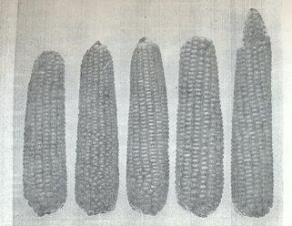 Figura 18. Raza Maíz Blanco de Sonora del grupo de razas No bien definidas Onaveño Es un maíz cristalino que se encuentra distribuido en la misma zona que el Maíz Blando de Sonora.