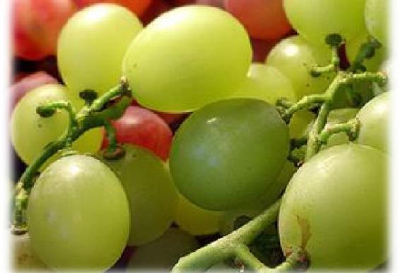 fitosanitarios que deberá cumplir la uva