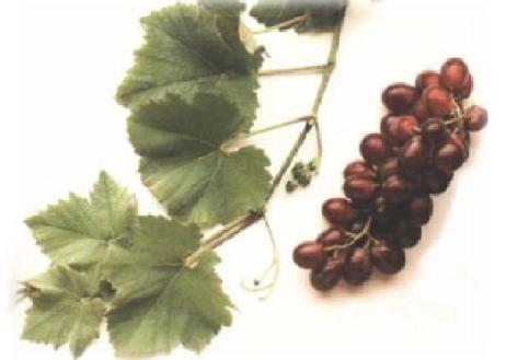 Exportar de forma segura uva de mesa de México a China, la SAGARPA y la Administración General de Supervisión de Calidad,