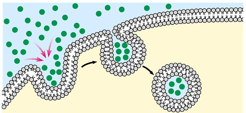 Endocitosis Mediante la formación de vesículas o vacuolas a partir de la membrana plasmática la célula incorpora macromoléculas u otras