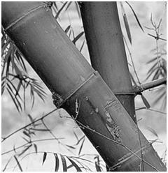 Figura 7.23 Para evitar el pandeo de sus largas fibras genera nudos separados unos 15 a 20 centímetros (figura 7.23). 9.3. Baricentro columna de hormigón.