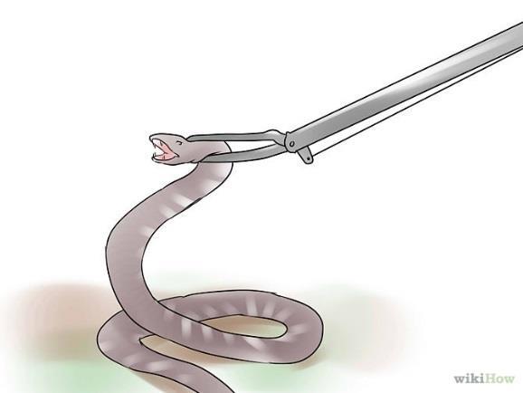 CAPTURA Cómo capturar a una serpiente 1 Trampas 1. Identifica a la serpiente si puedes.