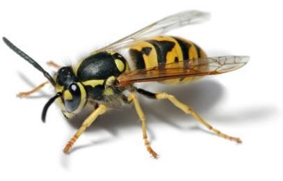 El aguijón va conectado a una vesícula localizada en la parte posterior del abdomen del animal y que contiene el veneno En el caso de la abeja, el aguijón presenta unos dientes que, a modo de arpón,