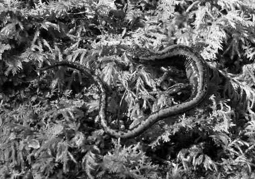 58 Las poblaciones insulares de reptiles gallegos se ven amenazadas por las mismas causas.