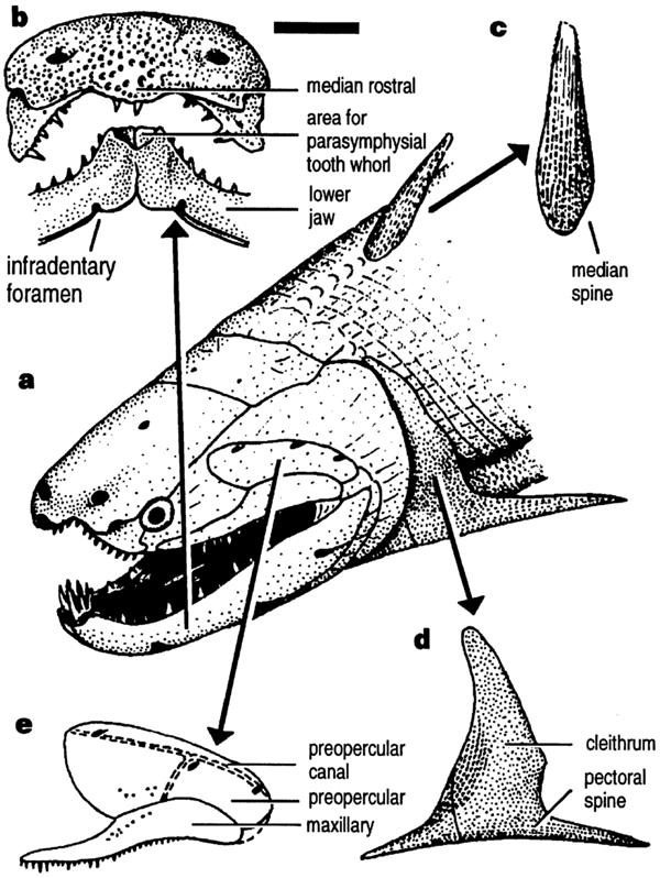 ORIGEN DE LOS OSTEÍCTIOS Los fósiles de los primeros peces óseos son muy similares a los acantodios, principalmente