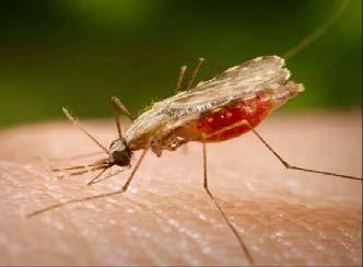 Casos de Malaria Vivax por distritos de infección SE 01-26, 2011 - DISA IV Lima Este 3 2 2 Total = 09 casos Casos 1 1 1 1 1 1 1 1 0 RIO TAMBO COVIRIALI PANGOA IQUITOS CONTAMANA LAGUNAS PALCAZU JUNIN