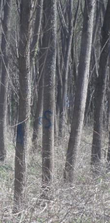 Foto 2: Marcación de árboles semilleros en los bloques 29