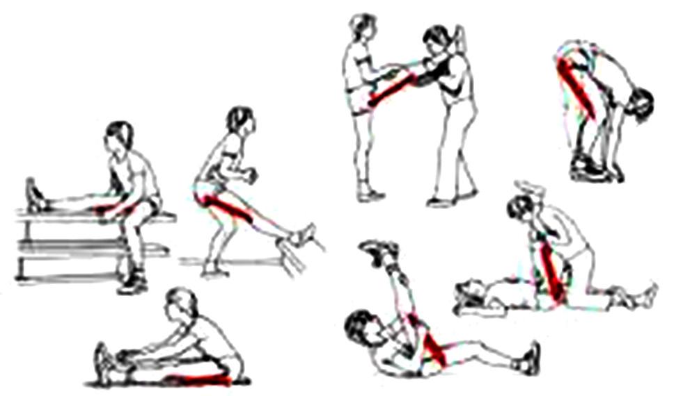 9. Dibuixeu UN exercici d estirament per a cada un dels grups musculars següents: Quàdriceps: Isquiotibials: Bessons: