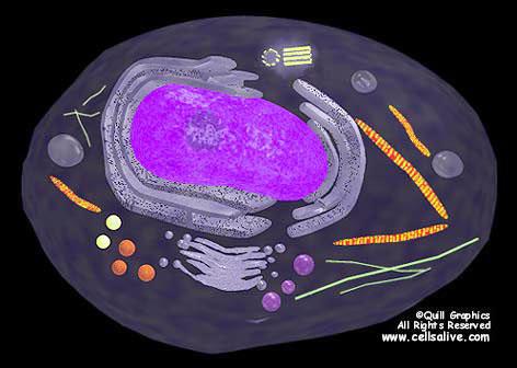 Estructura de la célula animal eucariótica nucleolo centriolos retículo endoplasmático mitocondria ribosomas núcleo lisosomas aparato de