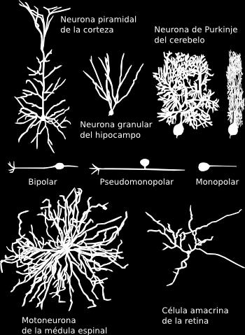 Tipos Clasificar a las neuronas en tipos es complicado puesto que la diversidad en morfología, conexiones, neurotransmisores o propiedades eléctricas es enorme.