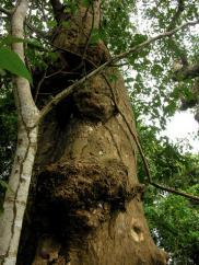 Mora oleífera (Árbol de Alcornoque) Por la pérdida de hábitat en las bocas de los ríos y manglares. Habia atrimaxillaris (Tangara hormiguera) ESPECIE ENDEMICA DE COSTA RICA.