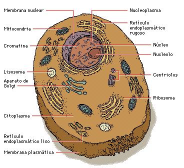 TEMA 2: Organización celular de los seres vivos. Teoría celular La célula es la unidad anatómica y funcional de todos los seres vivos. Todos los seres vivos están formados por al menos una célula.