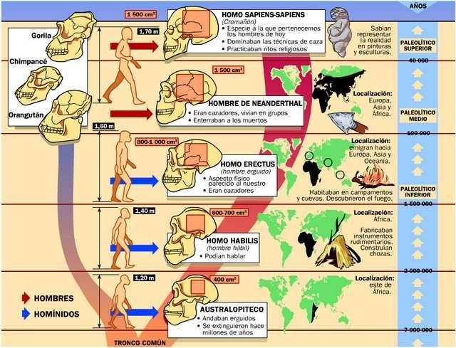 En aquest esquema es veu el procés d hominització en el que veus com s evoluciona des de els primers homínids fins a l homo sapiens sapiens. 4.