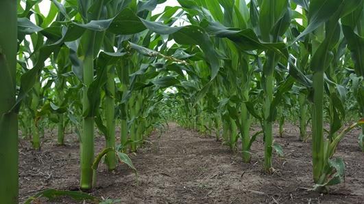 Continuaron realizándose controles de orugas cortadoras y nuevas aplicaciones de fertilizantes con nitrógeno en la semana de acuerdo al desarrollo de los cultivos.