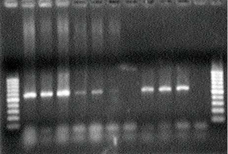 Detección molecular 2005: ajuste PCR primers Begomovirus. Dr. P. Vincelli (U de Kentucky). Nuevo virus relacionado con 17 virus reportados. 2006: Dra.