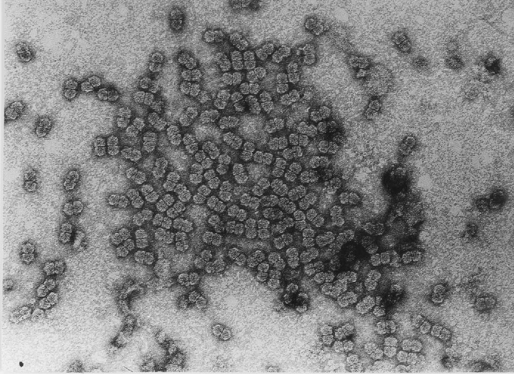 Familia Geminiviridae: Virus poliédricos