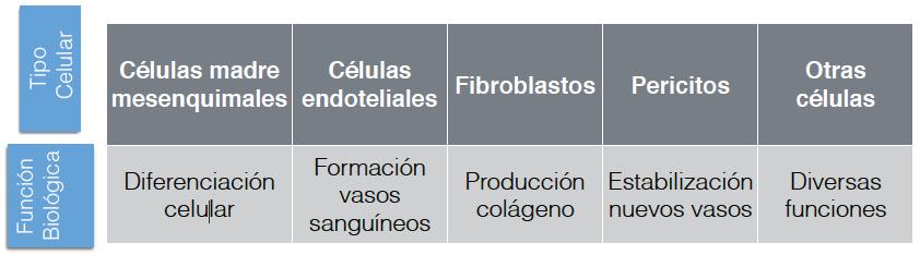 Fracción Estromal Vascular: Propiedades biológicas 1. Producción de factores de crecimiento 2.
