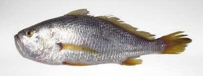 Isopisthus remifer Corvina ojona Silver weakfish 36,7* Larimus