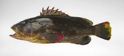 Elops affinis Macabí Pacific ladyfish 9