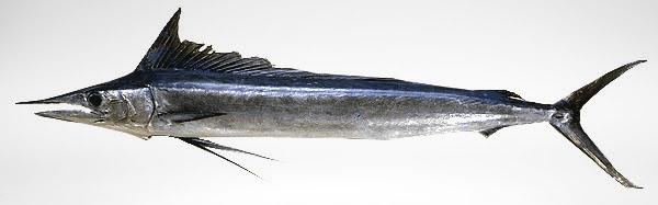 Tetrapturus angustirostris Marlin de