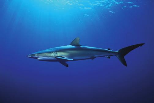 Silky shark 350 8 
