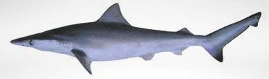negra Blacktip shark 75 90 Carcharhinus