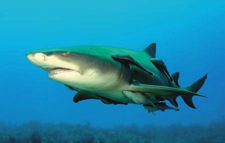 Tiburón picudo fucsia Whitenose shark 50 n/d